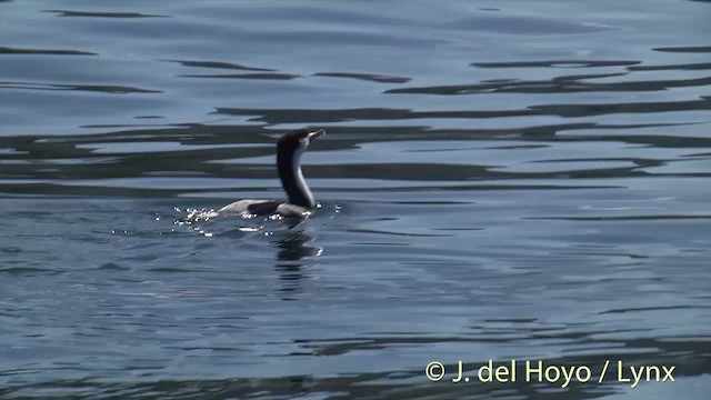 Cormoran varié - ML201439531