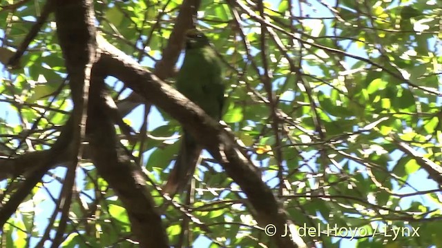 Malherbe's Parakeet - ML201439561