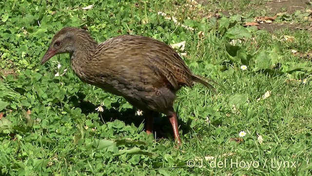 Weka - ML201439581