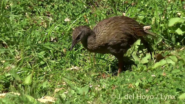 chřástal weka - ML201439591