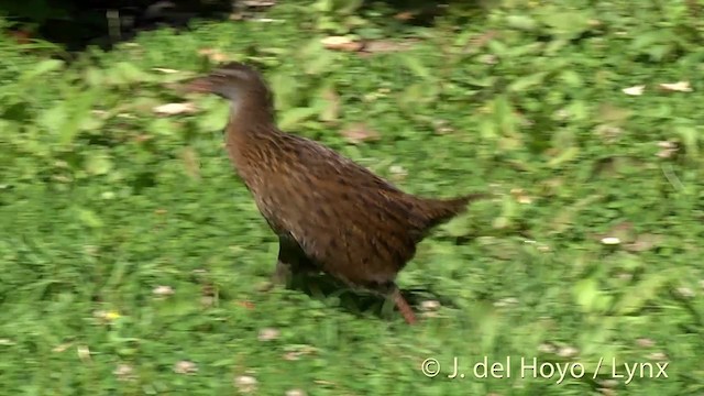 Rascón Weka - ML201439601