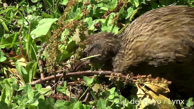 Weka - ML201439611