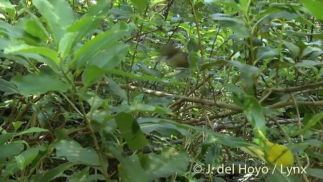 New Zealand Fantail - ML201439621