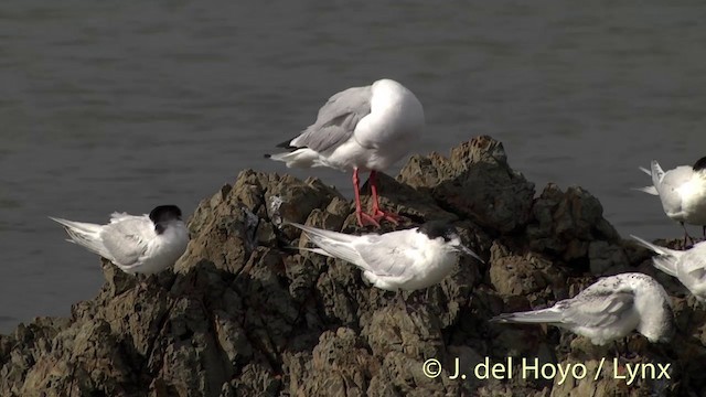 Gaviota Plateada (neozelandesa) - ML201439731