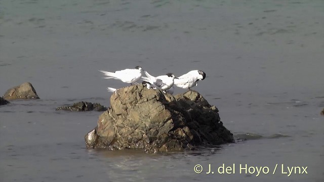 White-fronted Tern - ML201439741