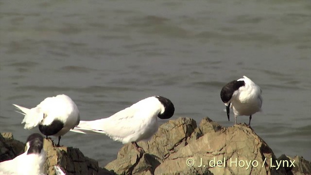 White-fronted Tern - ML201439751