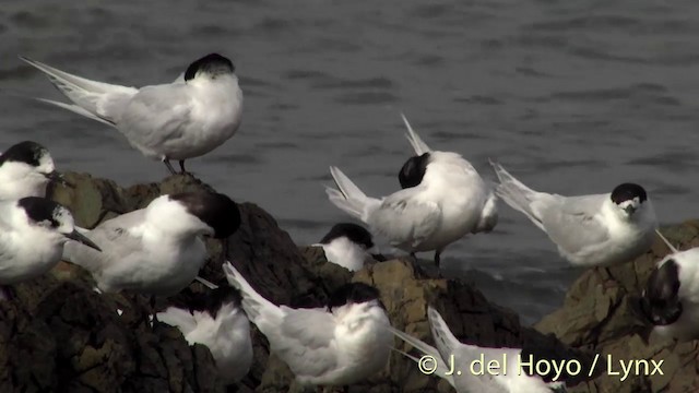 White-fronted Tern - ML201439761