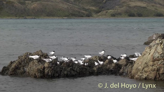 White-fronted Tern - ML201439791