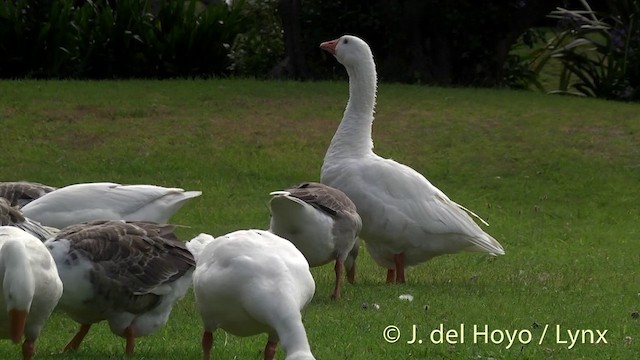 Graugans (domestiziert) - ML201439821