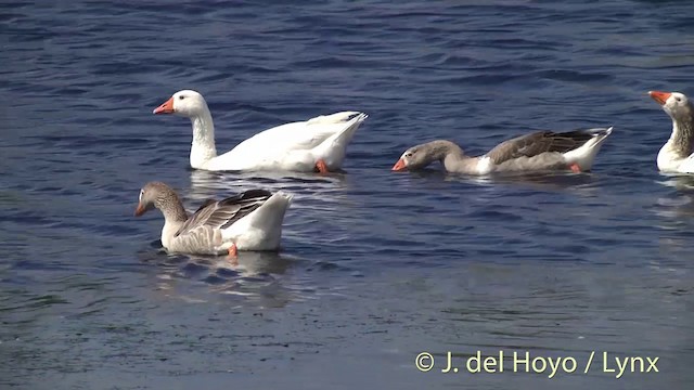 Graylag Goose (Domestic type) - ML201439831