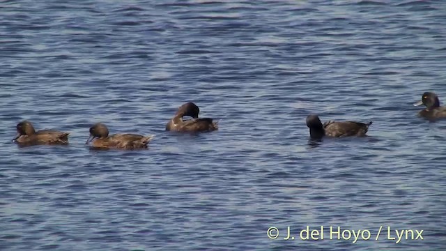 New Zealand Scaup - ML201439841