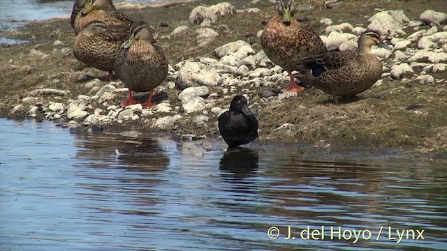 New Zealand Scaup - ML201439851