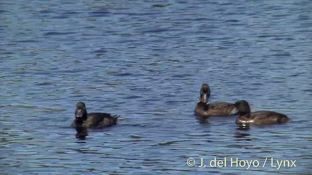 New Zealand Scaup - ML201439861