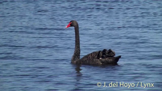 Black Swan - ML201439891