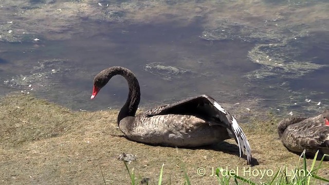 Black Swan - ML201439901