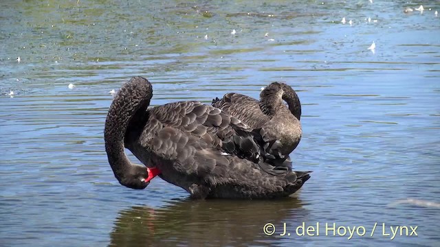 Black Swan - ML201439931