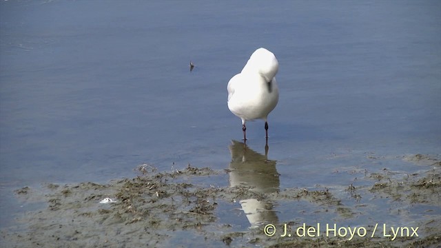 Black-billed Gull - ML201439951