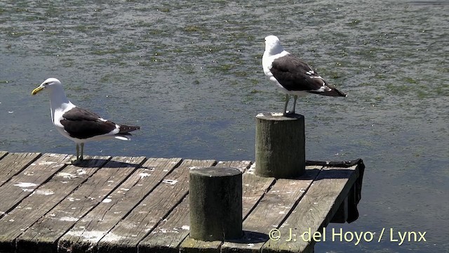 Kelp Gull - ML201439961