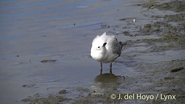 Silver Gull (Red-billed) - ML201439971