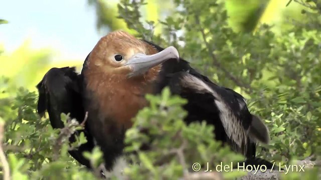 Great Frigatebird - ML201440031