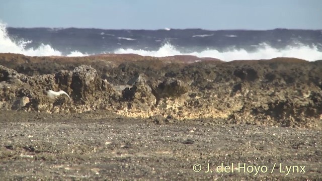 Pacific Reef-Heron - ML201440051