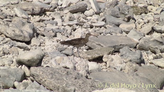 Bristle-thighed Curlew - ML201440091