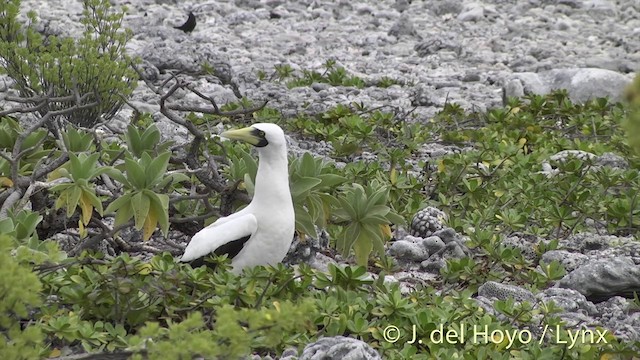 藍臉鰹鳥 - ML201440161