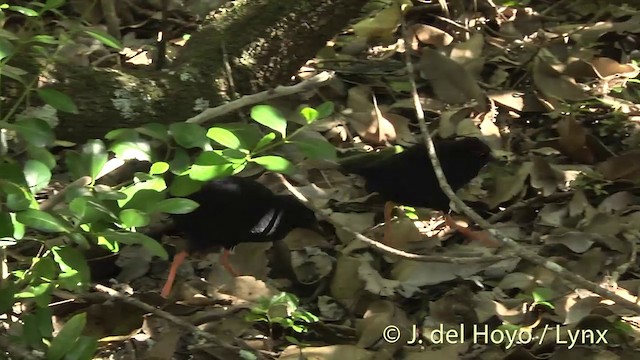 Henderson Island Crake - ML201440301