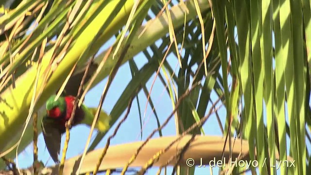 Stephen Loriketi - ML201440341