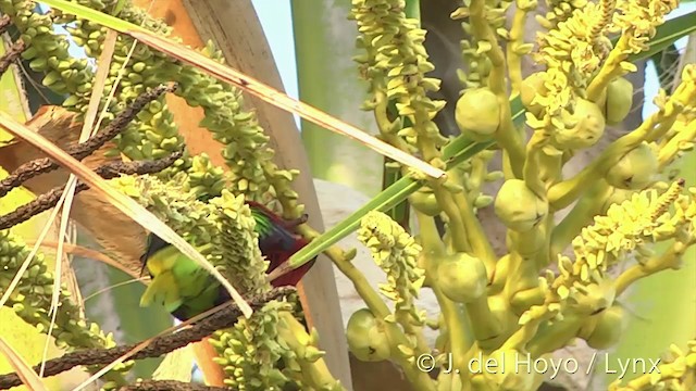 Stephen's Lorikeet - ML201440351