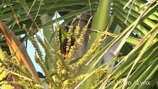 Stephen Loriketi - ML201440361