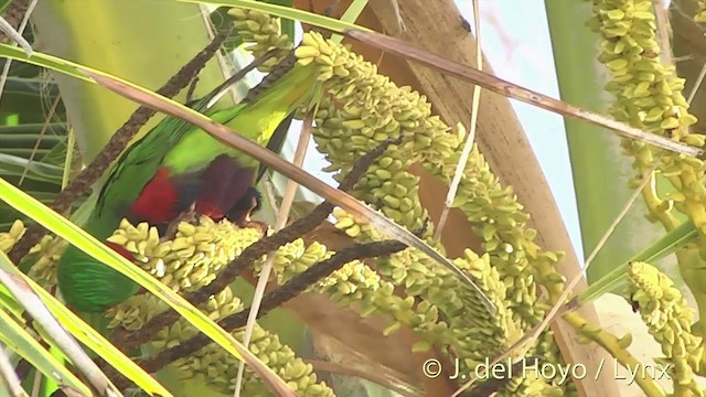 ムネムラサキインコ - ML201440371