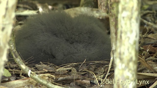 Petrel de la Henderson - ML201440401