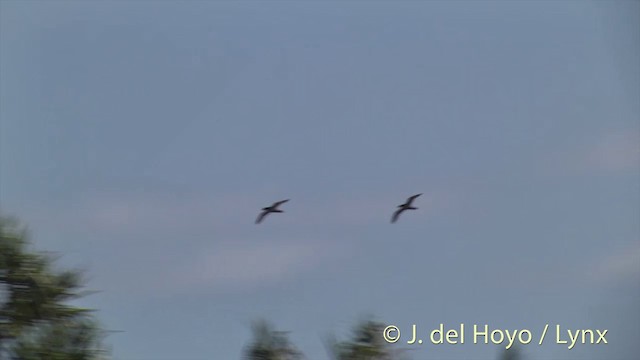 Petrel de la Henderson - ML201440441