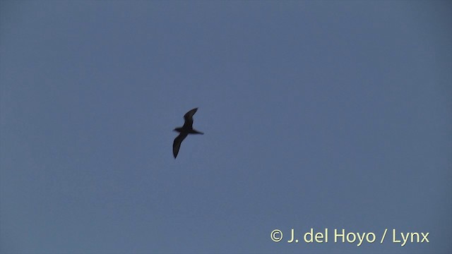 Henderson Petrel - ML201440451