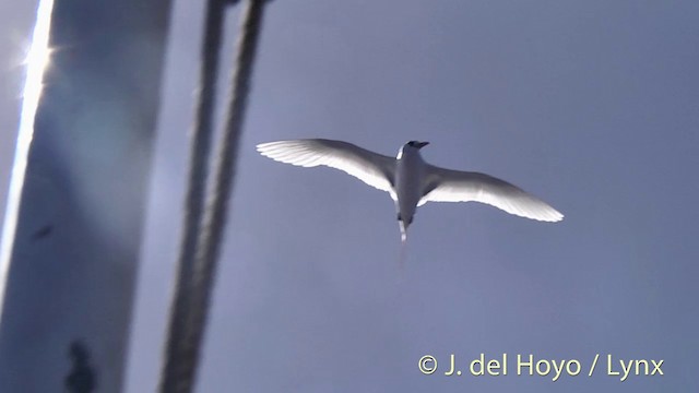 Rabijunco Colirrojo - ML201440541