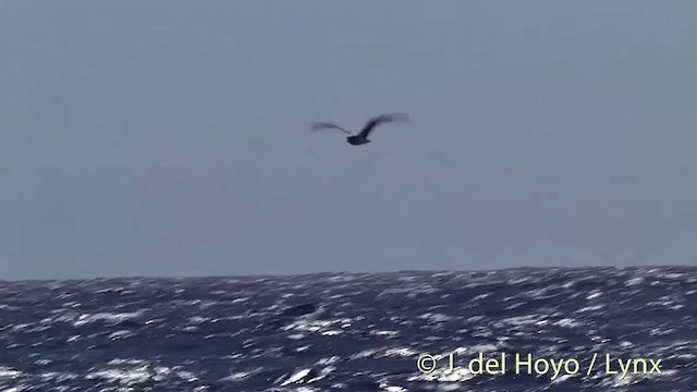 Soft-plumaged Petrel - ML201440551