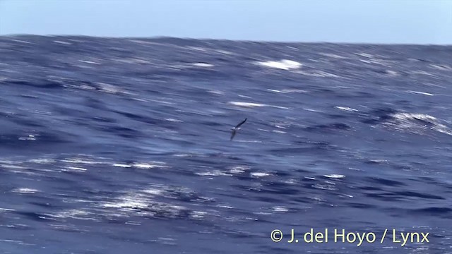 Soft-plumaged Petrel - ML201440571