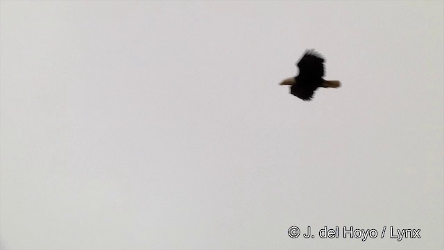 Bald Eagle - ML201440691