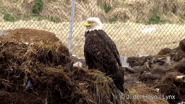 Bald Eagle - ML201440701