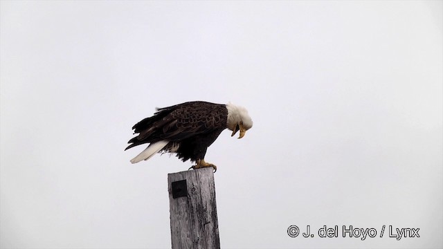 Bald Eagle - ML201440711