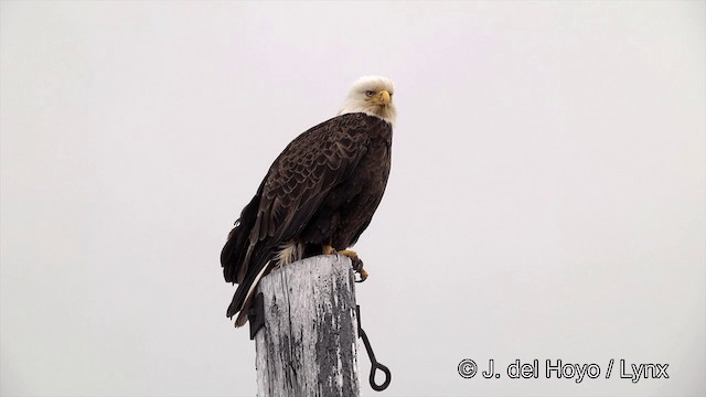 Bald Eagle - ML201440721