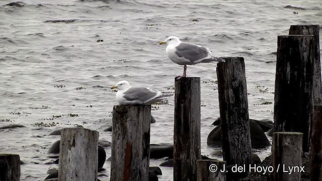 Glaucous-winged Gull - ML201440821