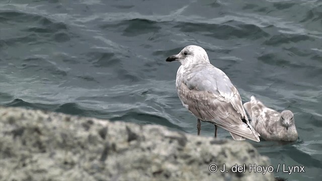 Glaucous-winged Gull - ML201440831