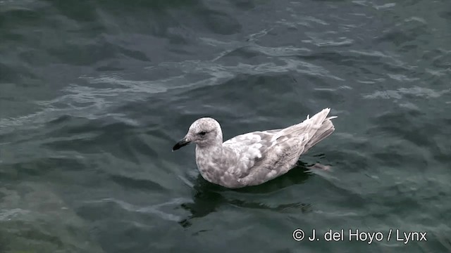 Glaucous-winged Gull - ML201440841