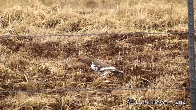 Rock Ptarmigan - ML201440851