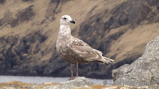 Glaucous-winged Gull - ML201440861