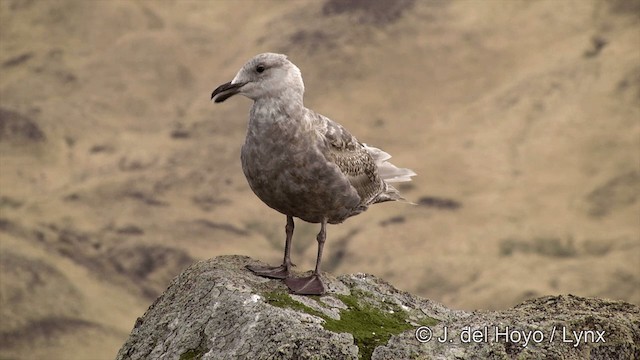 Glaucous-winged Gull - ML201440871