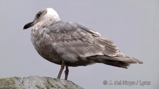 Glaucous-winged Gull - ML201440881