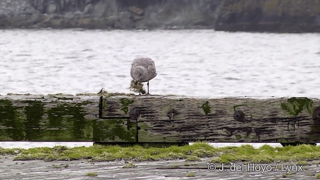 Glaucous-winged Gull - ML201440891